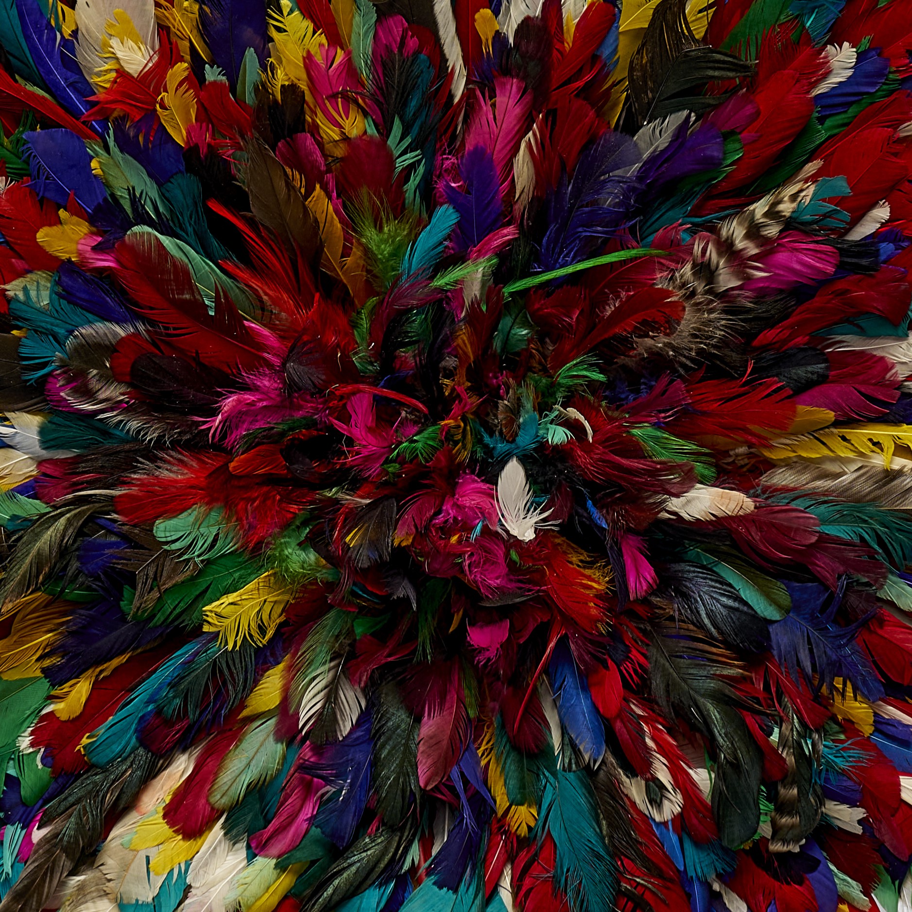 Feathers & colours